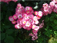 381545c8-IMG_0028.JPG