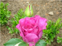 384746ee-DSC07132.JPG