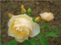 3875b05b-DSC07134.JPG