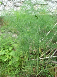389eab72-101_2136.jpg