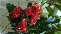 38af16f9-kalanohe1.jpg