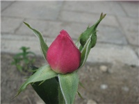 38b3af55-6.5.ned.003.jpg