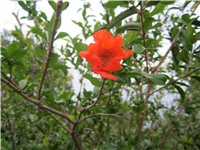 38beff04-nar.JPG
