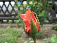 39120e57-6.5.ned.004.jpg