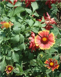 39146968-042.JPG