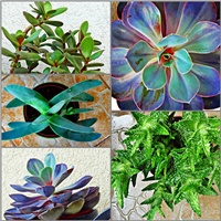 3c85d45f-pagesucculenti.jpg