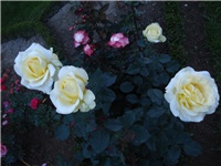 3c93766f-DSC08002.JPG