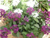 3ca3f66f-IMG_3726.jpg