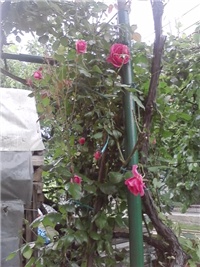 3d1e8912-P070514_15.36_01.jpg