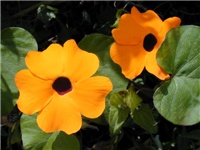3dc6d95d-thunbergia_alata.jpg