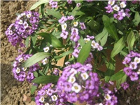 3e2f57fd-IMG_3725.jpg