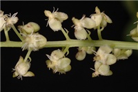 3f33c4c0-pisonia.jpg