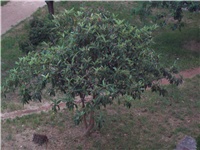 3f7b0aa5-Nešpula.jpg