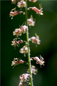 4026478f-tolmeia.jpg