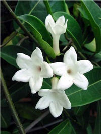 406e3f76-Stephanotis.jpg