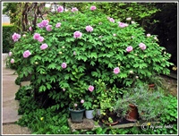 40ed12c8-IMG_9126.JPG