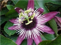 Isusova kruna lat.Passiflora