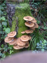 4345a28a-Foto0074.jpg
