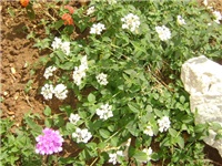 4468dd71-DSC01871.JPG