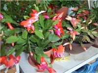 44939021-S5000811.JPG