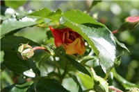 44ebe62e-IMG_1401.JPG