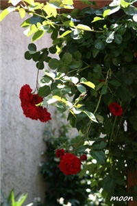 450cae78-IMG_2030.JPG