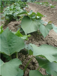 4533d465-batat.JPG