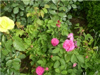 4652b461-P1010009.JPG