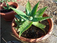 47f01125-DSCN0226.JPG