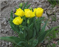 4877b889-sshot-2013-05-04-00-48-31.png