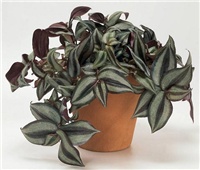 4888b7d4-tradescantia.JPG
