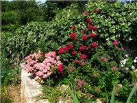 49317e51-IMG_4465.jpg