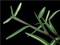 4956d114-stenotaphrum.secundatum.jpg