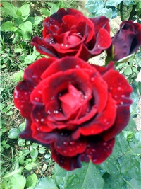 49cf8859-DSC09604_edited.JPG