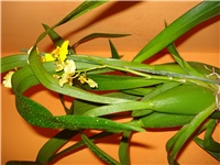 49d14f62-oncidium.JPG