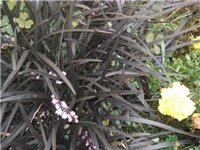 4a5b654a-7.jpg