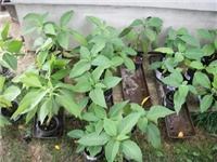 4c042b9d-P1010004.JPG