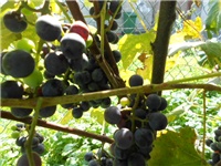 4c3f055c-DSCN1457.JPG