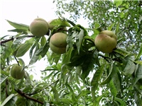 4cca662c-DSCI2295.JPG