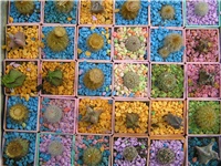 4d2924f7-P3207844.JPG