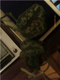 4d7f0fad-PTDC0078.JPG