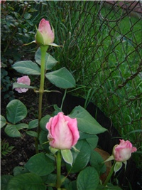 4d995ed6-DSC05304.JPG