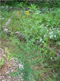 4ddea591-101_2135.jpg