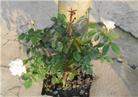 4f6a1d4f-Schwanense.jpg