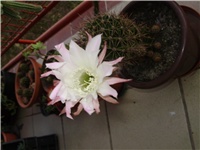 4f8c013b-P8070246.JPG