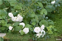 4fcb8954-IMG_1975.JPG