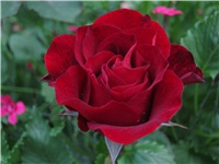 5043f977-IMG_0707.jpg