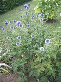 50dd89f9-P7130047.JPG
