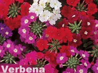 Verbena