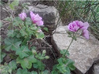 52ece022-P180614_12.31_01.jpg